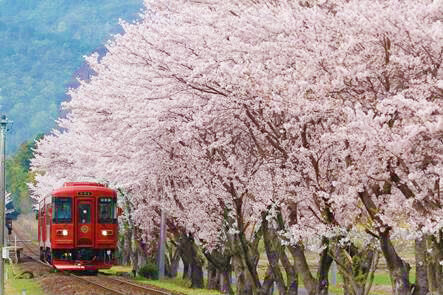 【観光列車の旅】のどかな車窓でお花見気分！岐阜県の人気ローカル鉄道へ
