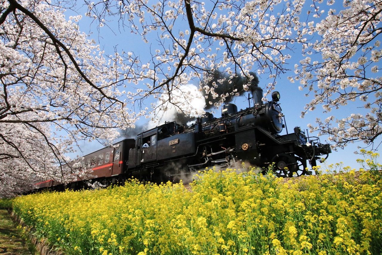 【観光列車の旅】桜と菜の花の地を蒸気機関車が行く、春爛漫な「ＳＬもおか」