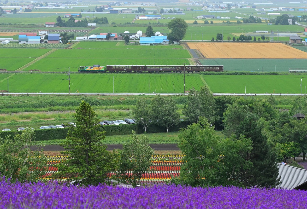 【観光列車の旅】十勝岳山麓で、色鮮やかな花畑を走る「富良野・美瑛ノロッコ号」